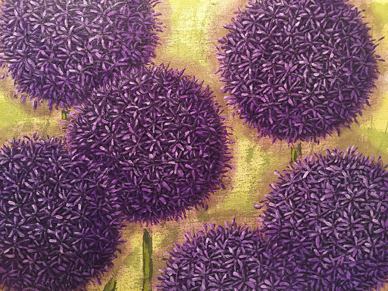 Purple Alliums.